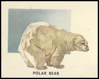 162 Polar Bear
